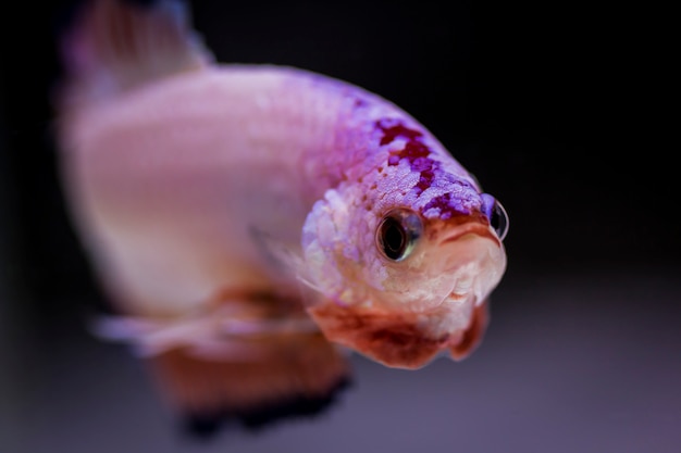 Peces luchadores (Betta splendens)