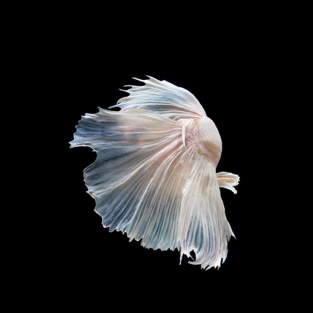 Los peces luchadores siameses muestran las hermosas colas de las aletas como el baile de ballet Halfmoon betta fish