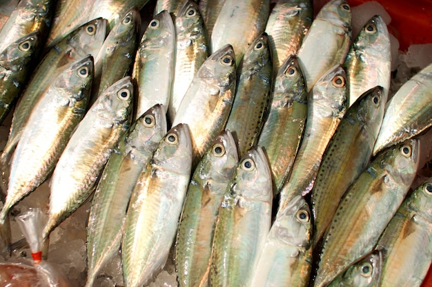 Peces de mar apilados