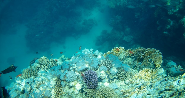 peces de mar cerca de coral bajo el agua