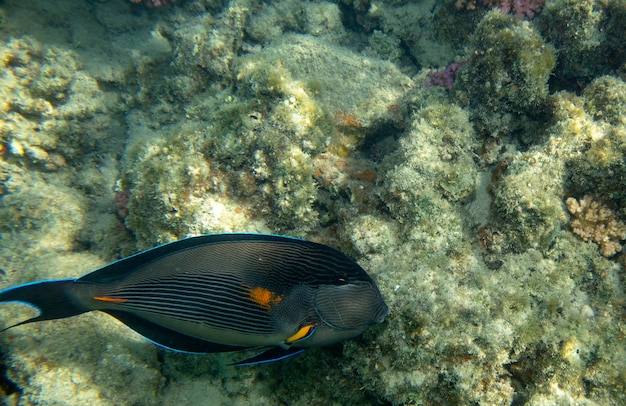 peces de mar cerca de coral bajo el agua