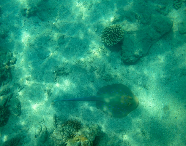 Peces de mar cerca de coral, fondo de verano bajo el agua