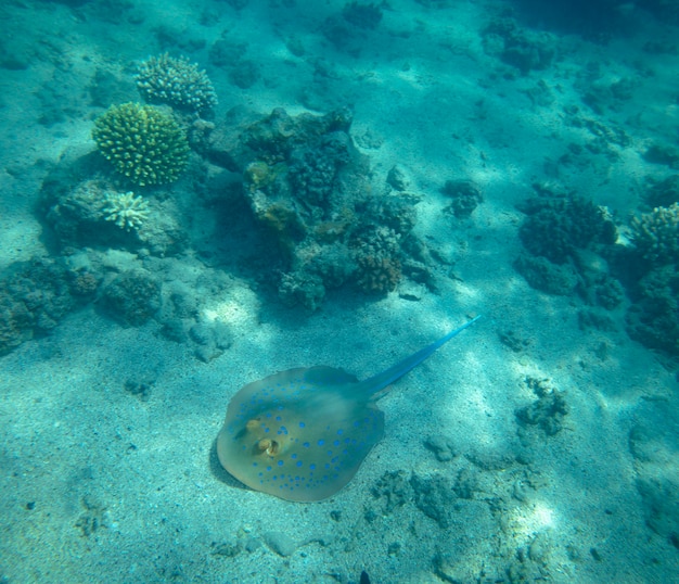 Peces de mar cerca de coral, fondo de verano bajo el agua