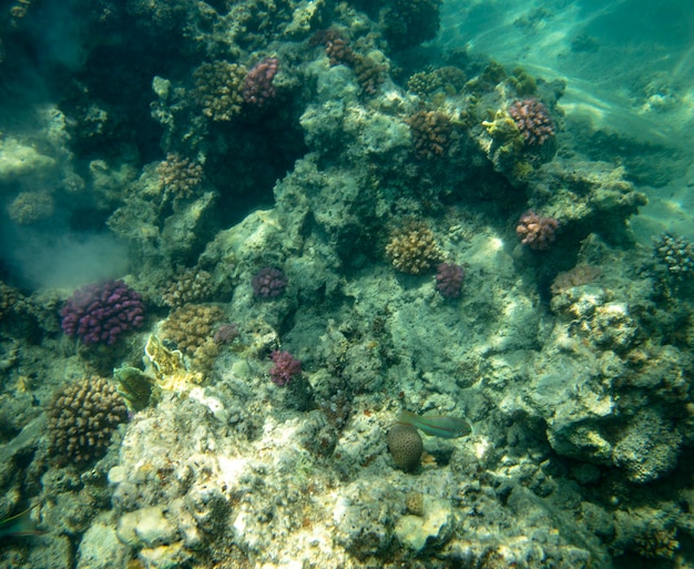 Peces de mar cerca de coral, fondo de verano bajo el agua