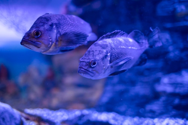 Foto peces de mar de cerca criaturas marinas