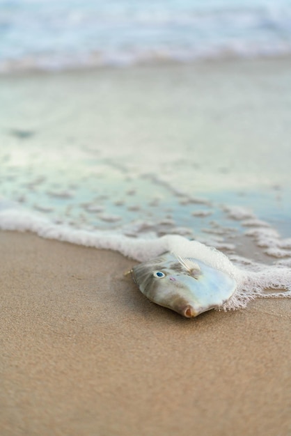 Peces de mar en la playa de arena con salpicaduras