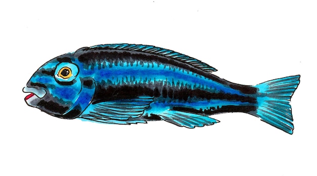 peces de mar tropicales. Dibujo a tinta y acuarela
