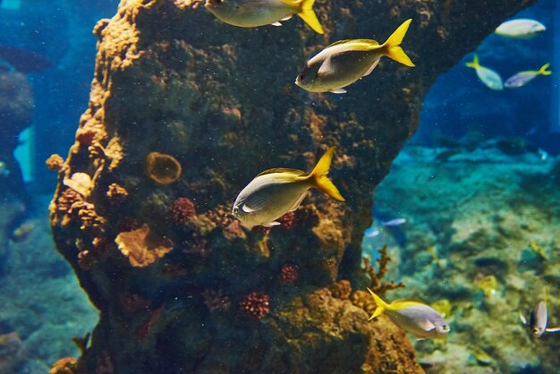 Peces de mar en la vida marina del acuario profundo