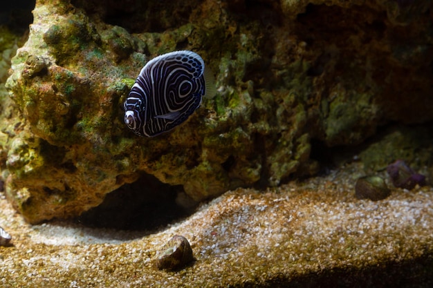 Peces marinos en acuario de arrecife y roca viva