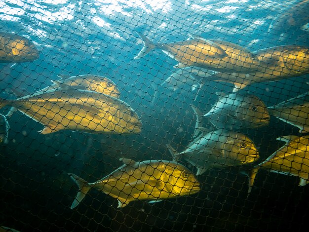 Peces marinos atrapados en la red.