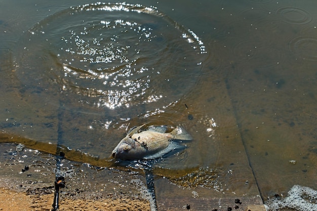 Foto peces muertos en el agua