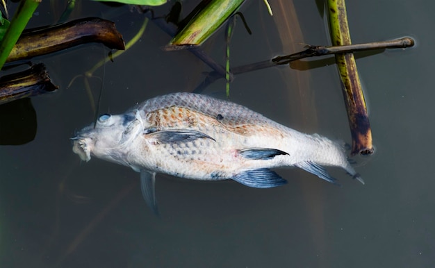 Peces muertos en aguas residuales