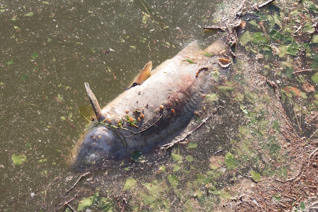 Peces muertos en aguas sucias, contaminación ambiental