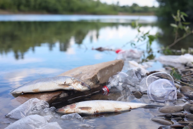 Peces muertos entre la basura en el río Concepto de contaminación ambiental