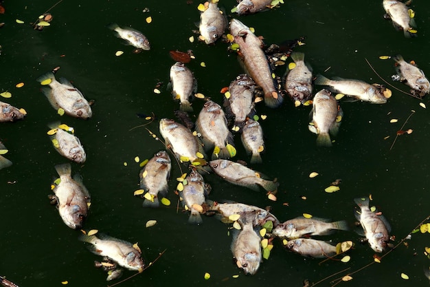 Los peces muertos flotaban en la contaminación del agua del agua oscura
