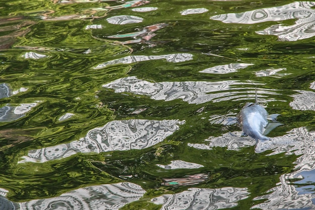 Peces muertos flotando en las aguas residuales