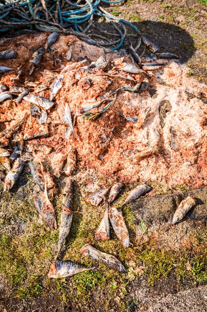 Peces muertos y forraje en el borde del puerto