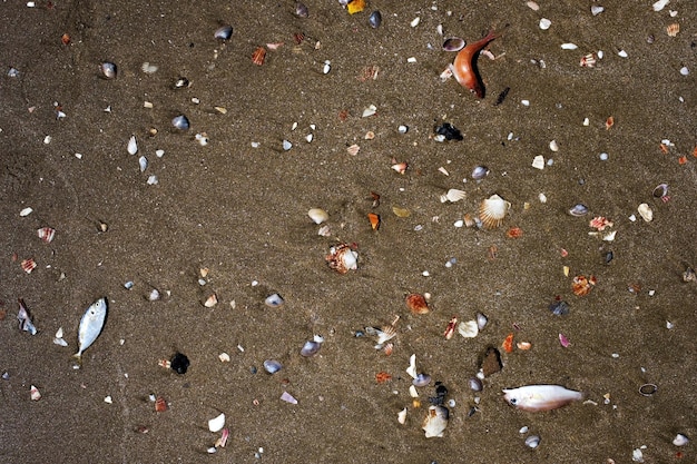 Peces muertos en la orilla del mar en arena sucia