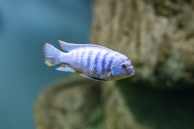 Peces multicolores en el acuario del Acuario de Kazán. Lugares turísticos de Kazán. El primer plano.