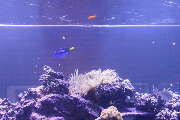 Peces nadando en el acuario