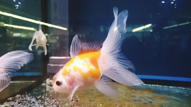 Foto peces nadando en el acuario