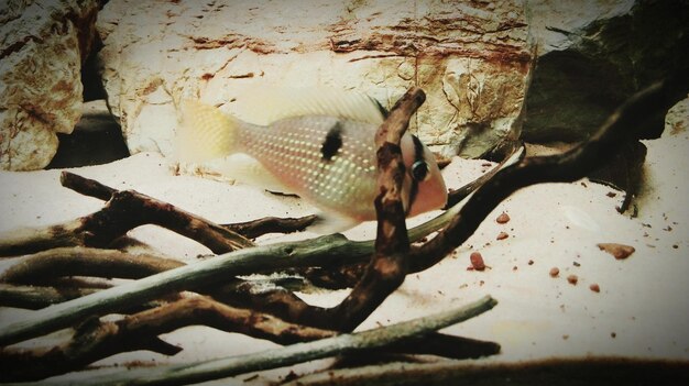 Foto peces nadando en el acuario