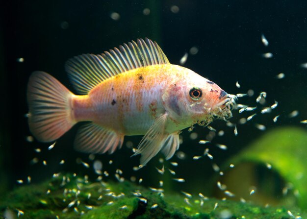 Foto peces nadando en el agua