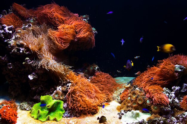 Foto peces nadando junto a los corales submarinos