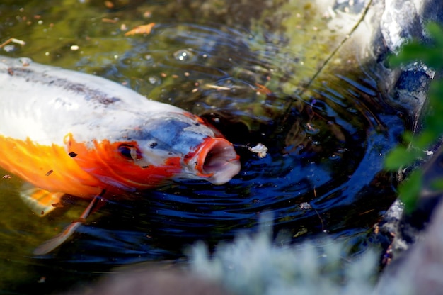 Foto peces nadando en el lago