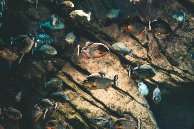 Foto peces nadando en el mar