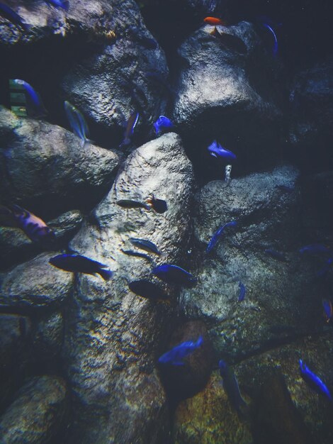 Foto peces nadando en el mar