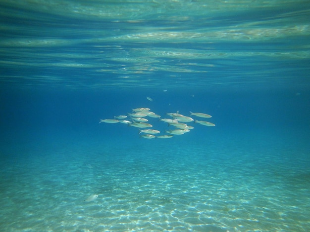 Peces nadando en el mar