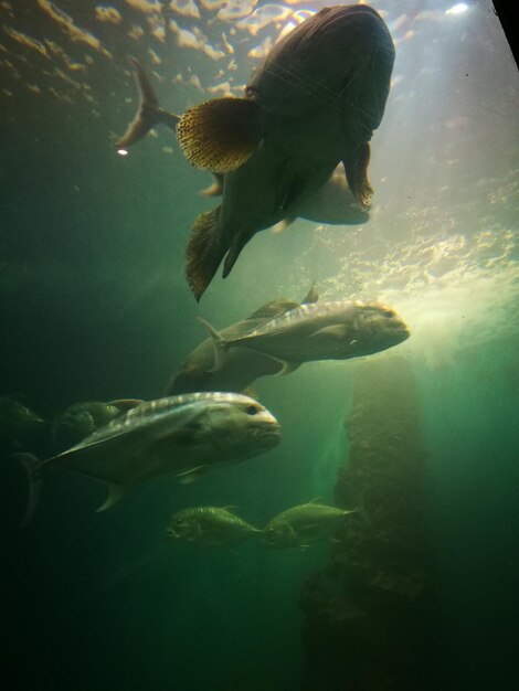 Peces nadando en el mar