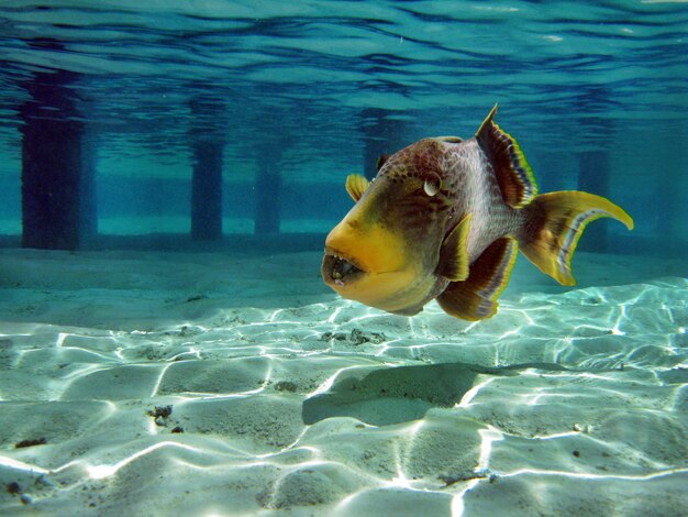 Foto peces nadando en el mar