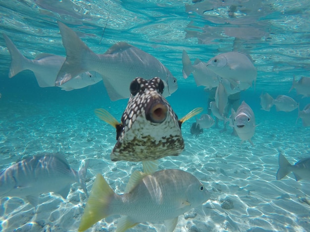 Foto peces nadando en el mar