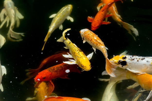 Peces nadando en el mar