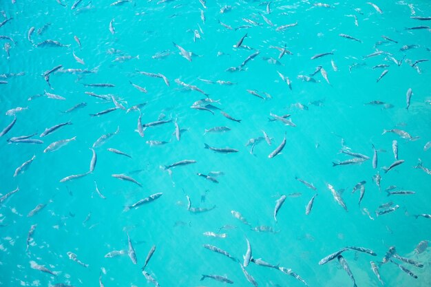 Foto peces nadando en el mar