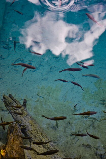 Foto peces nadando en el mar