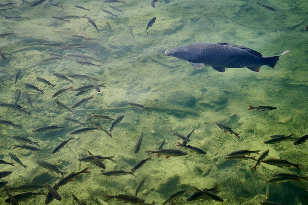 Foto peces nadando en el mar