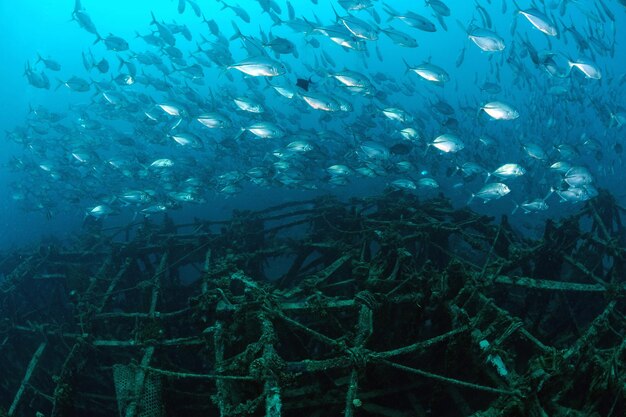 Foto peces nadando sobre el naufragio bajo el mar