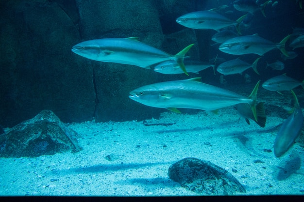 Foto peces nadando en un tanque