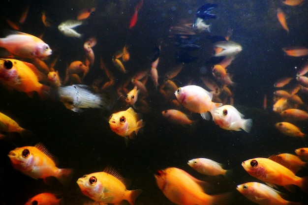 Peces naranja nadando en el mar