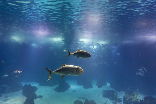 Peces y otros habitantes marinos nadan en un gran acuario