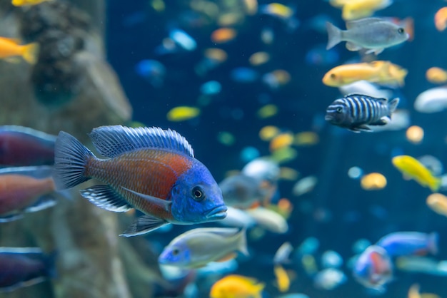 Peces y paisaje en el acuario.