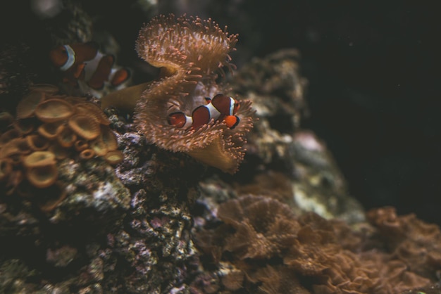 Peces payaso por coral nadando en el mar