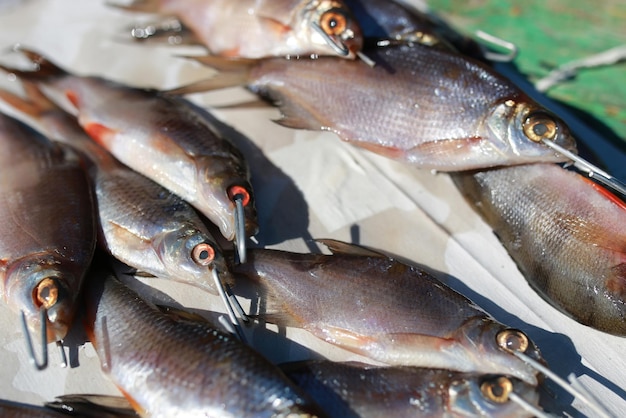 Peces pequeños en la mesa