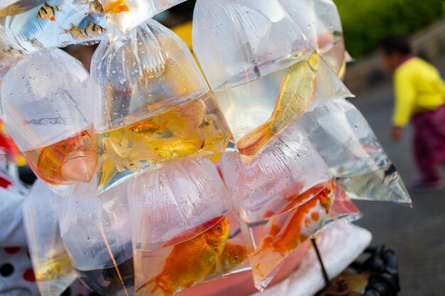 Peces en plástico en el mercado para la venta