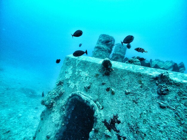 Peces que nadan bajo el mar