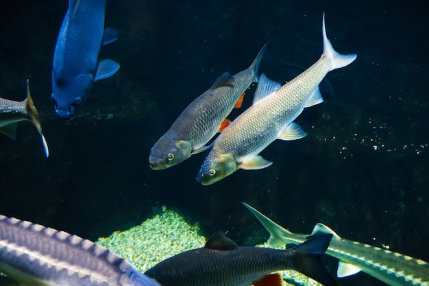 Peces de río de agua dulce bajo el agua en el acuario