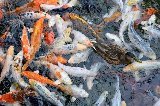 Peces rojos y blancos nadan en el estanque